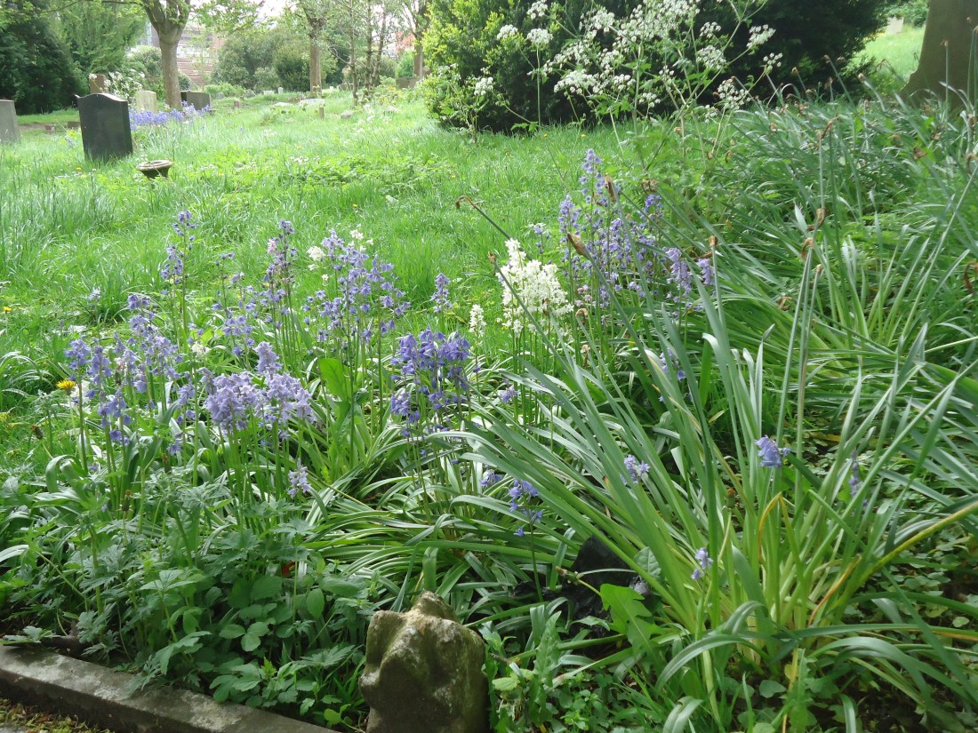 bluebells
