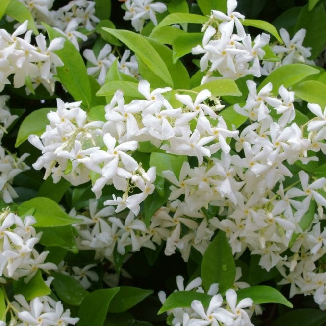 jasmine