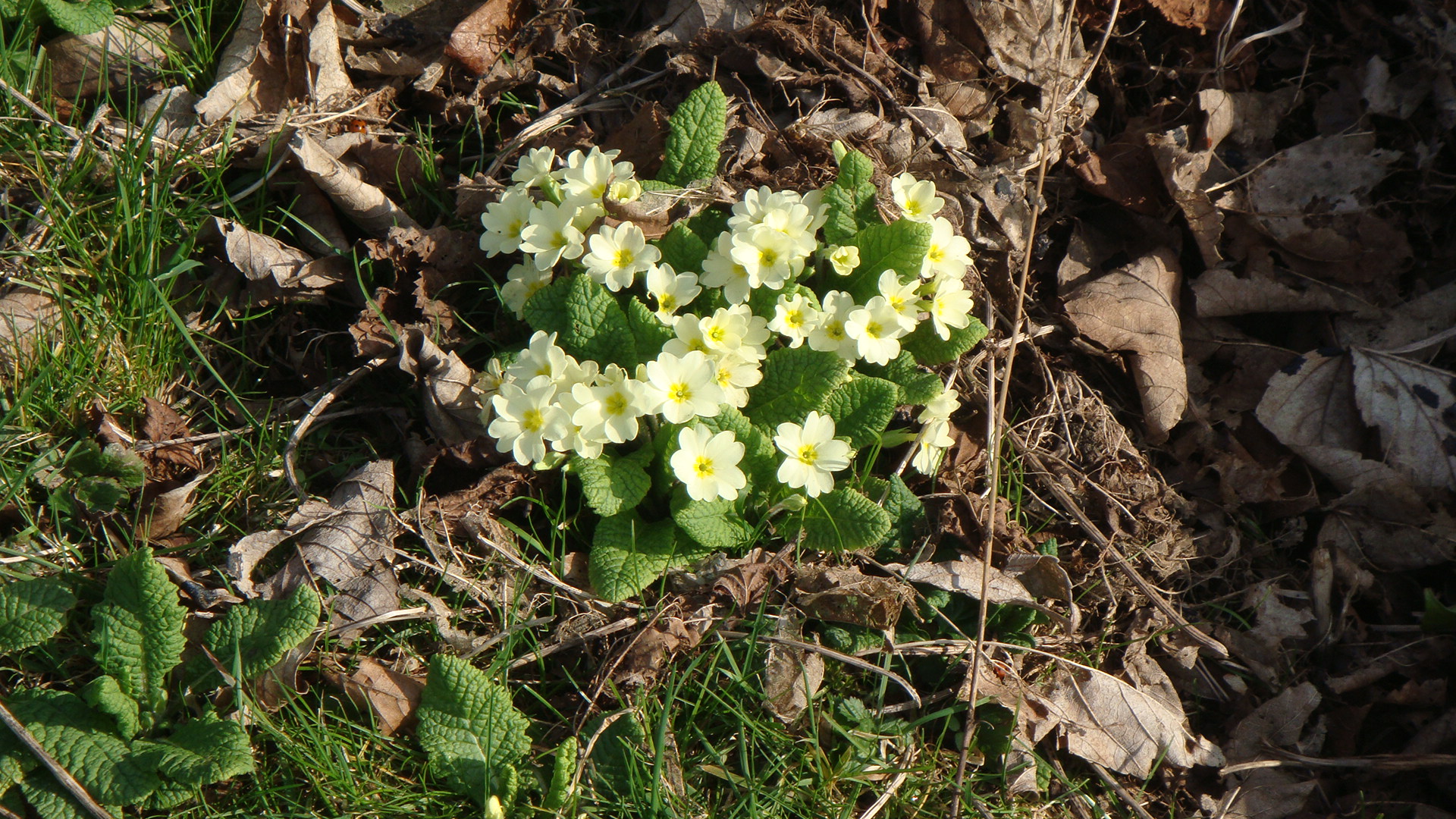 primroses